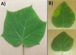 Tree clone wejherowo, powiat wejherowski, voievodatul pomerania, polonia tree clone ore de deschidere tree clone adresa tree clone telefon fără categorie. A Paulownia Tree With A Fully Shaped Root System B Paulownia Sapling Download Scientific Diagram