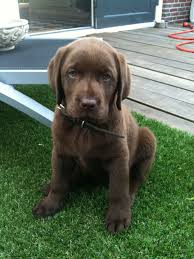 You will find labrador retriever dogs and puppies for adoption in our michigan listings. Labrador Bobby 3 Months Old Labrador Retriever Dog Lab Puppies Labrador Puppy