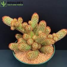 Image result for Habenaria magnirostris