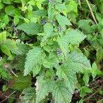 Image result for Mesosphaerum suaveolens