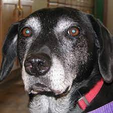 Maybe you would like to learn more about one of these? Minneapolis Mn Labrador Retriever Meet Buddy Black Lab A Pet For Adoption