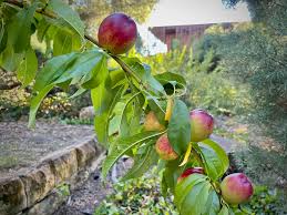 Image result for Prunus