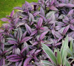 2019 cottage farms direct annuals. Cottage Farms Persian Shield Qvc Com Shade Loving Perennials Flower Landscape Plants