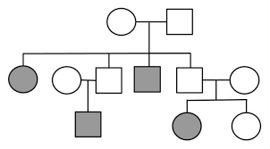 Analyzing Human Pedigrees Biology Libretexts