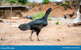 Indian Hen stock image. Image of chicken, quail, green - 241004329