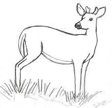 Image Result For Simple Line Drawings Of Deer Deer Drawing Deer Drawing Easy Flower Line Drawings