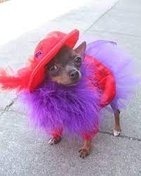 Chic Chi Cute Chihuahua Pet Costumes Cute Animals