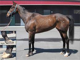 Appearance Of A Thoroughbred Horse With Chronic Laminitis Download Scientific Diagram