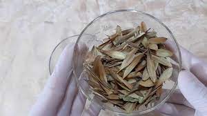 عشبة قوية جدا لعلاج القولون العصبي وطرد الغازات وعلاج مشاكل المعدة والقلق والخوف الاضطرابات النفسية youtube in 2021 food coconut flakes herbs