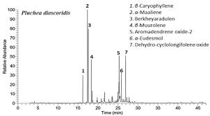 Image result for Pluchea dioscoridis