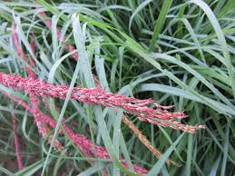 Image result for Eragrostis tef