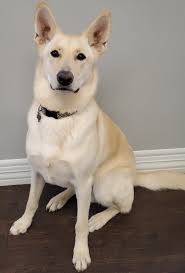 We want to be your dog's home away from home, and we invite you to experience the wagging tails difference. Blog Page 2 Of 34 Wagging Tails Pet Resort