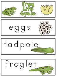 The life cycle of a frog goes through four stages of life. Frog Life Cycle Worksheet For Kindergarten Kindergarten