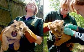 Meowmoe If Working With Animals Is Your Dream Then Checkout These Popular Jobs That Work Work With Animals Animals Pet Vet