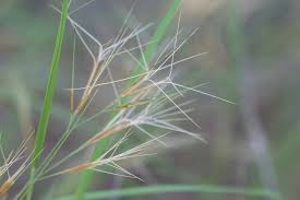 Image result for Aristida scabrivalvis
