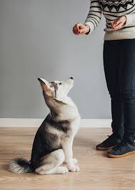 The training sessions are challenging, energetic & entertaining. Professional Dog Training In Hillcrest San Diego Ca Paw Commons Pet Resort