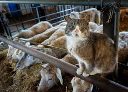 These wandering cats cause two problems: How To Best Care For Barn Cats Petmd