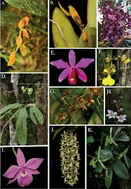 Image result for Eulophia stachyodes