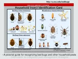 Bed Bug Identification Chart Toronto Pages Living Maker Simple