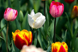 Check spelling or type a new query. What To Do With Drooping Tulips Miss Chen Garden Manage Gfinger Es La App De Jardineria Mas Profesional