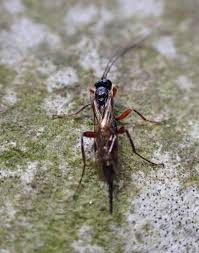 Image result for Pimpinella ledermannii