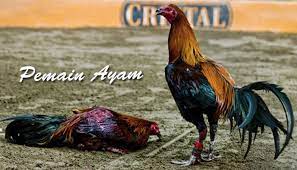 Turnamen sabung ayam online filipina dihentikan sementara karena virus corona. Pin Di Sabung Ayam