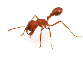 Resultado de imagem para formiga cortadeiras