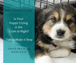 This can often lead to long whining sessions as your pup. Puppy Crying In Crate At Night Here S Help Happy Oodles