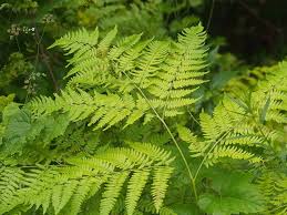Image result for Dennstaedtiaceae