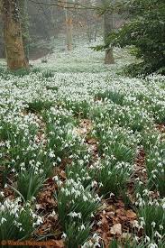 Woodland With Snowdrops Galanthus Nivalis Of The Amaryllis Family Gloucestershire England Woodland Garden Beautiful Gardens White Gardens