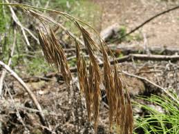 Image result for Bromus