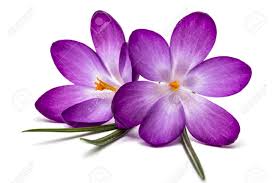 Check spelling or type a new query. Purple Flowers Of Crocus Isolated On White Background Stock Photo Picture And Royalty Free Image Image 54353657