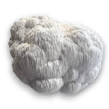 Image result for Sphaerocyperus erinaceus