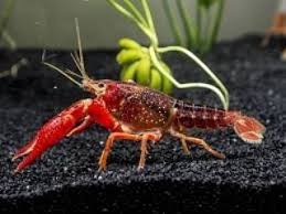 Scarlett Krebse Scarlett 39 S Lobster In Shrimp Hall Hall Lobster Scarlett39s Scarlettkrebse Shrimp Krebse Aquarium Fische Aquarienfische