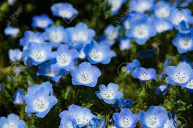 We did not find results for: Beautiful Light Blue Flowers In The Summer Flower Bed Stock Photo Picture And Royalty Free Image Image 147556184