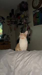 Crystal Oliver (@mzfruitz)'s videos with Stups, der kleine Osterhase