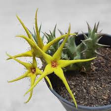Image result for Orbea rogersii