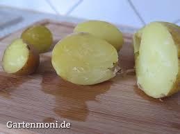 Die ideale temperatur zum lagern liegt. Wie Werden Kleine Und Grosse Kartoffeln Gleichzeitig Gar Gartenmoni Altes Wissen Bewahren