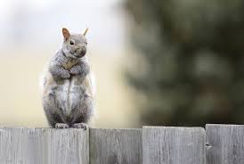 We did not find results for: Nature Matters A Fondness For Squirrels Tbr News Media