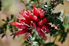 Image result for Schotia capitata