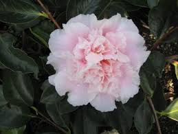 Camellia Japonica Elegans Splendor Camellia Japonica Flowers