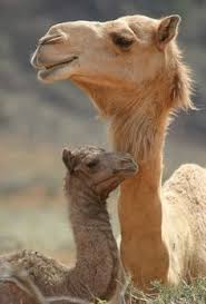 Swelling bigger than moose knuckle. Camels