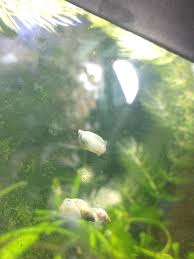 The most effective (and green) way of getting rid of snails and slugs is hand picking them from your garden. Found A New Way To Get Rid Of Pest Snails Look In Comments Aquariums