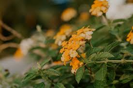 While it has land borders with malaysia to the north as well as east timor and papua new guinea to the east, it also neighbors australia to the south, and palau, the philippines, vietnam, singapore, and thailand to the north, india to the northwest. Indonesia Jakarta Verbena Flower Annuals Yellow Flowers Nature Piqsels