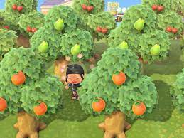 Fruit is produced on horizontal branches—vertical branches are unproductive and should be removed. Animal Crossing New Horizons Switch Tree Guide Polygon