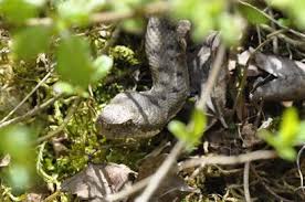 Très imposante (elle peut aller de 30 cm à 1,80 m) elle est de couleur jaune/marron ou bien gris/verdâtre. Pour Qui Sifflent Ces Serpents Sur Vos Tetes Actualites Federation De Chasse De L Aveyron