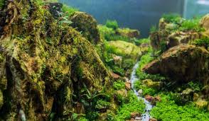 Maybe you would like to learn more about one of these? How To Remove Algae From Fish Tank Decorations Thefishkeeping Com