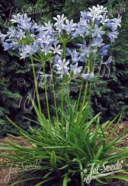 Image result for Agapanthus praecox