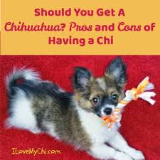 Check spelling or type a new query. Should You Get A Chihuahua Pros And Cons Of Having A Chi I Love My Chi