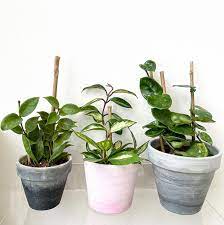 I love hoyas in general, but hoya obovata is definitely in my top favorites! Hoyas In Terracotta Pots I Painted Hoyas